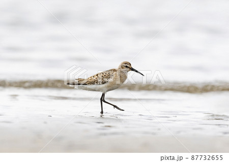 サルハマシギ幼鳥 87732655