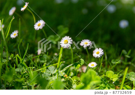 daisy flowers blooming on green mowed summer lawn 87732659