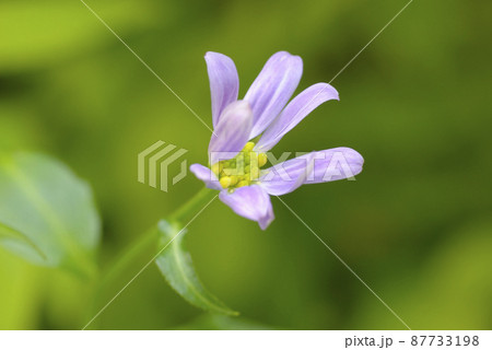 ミヤコワスレ(都忘れ,ミヤマヨメナ)の紫の花が気品があって美しい ミヤコワスレ(都忘れ,ミヤマヨメナ)の紫の花が気品があって美しい 87733198