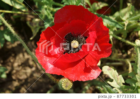 ポピー 87733301