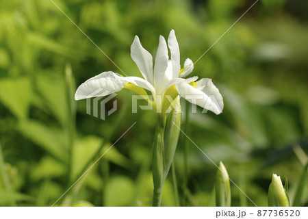 アイリス Iris アヤメ 文目 の白い花が清潔感があり美しいの写真素材