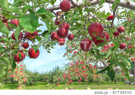 【青森県弘前市りんご】岩木山麓津軽の秋、りんご園は収穫中 【青森県弘前市りんご】岩木山麓津軽の秋、りんご園は収穫中 87736550