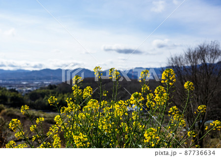 菜の花の風景 87736634