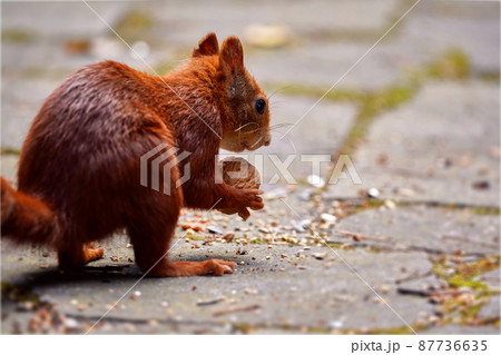 Closeup of Squirrel, Sciurus vulgaris, with a walnut in its small paws on a on a paved terrace, shallow depth of field 87736635