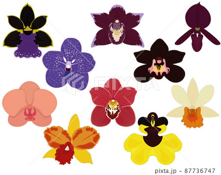 Orchid types, tropical varied colour epiphyte flowers collection vector illustration 87736747
