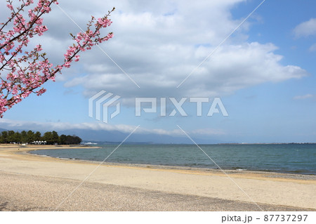 大津市サンシャインビーチ付近の桜 87737297