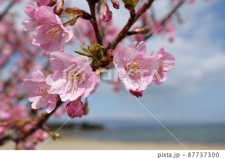 大津市サンシャインビーチ付近の桜 大津市サンシャインビーチ付近の桜 87737300