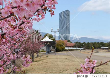 大津市サンシャインビーチ付近の桜 87737301