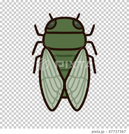 可愛的 Hyalessa maculaticus 可愛的 Hyalessa maculaticus 87737367