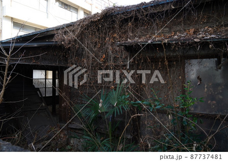 日本の古い外壁に蔦の絡まった家/二階建て/一軒家/老朽化した家/鬱蒼とした家 日本の古い外壁に蔦の絡まった家/二階建て/一軒家/老朽化した家/鬱蒼とした家 87737481