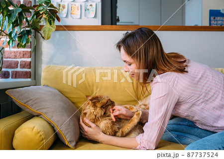 Young woman playing at home with her Maine Coon cat on the couch Young woman playing at home with her Maine Coon cat on the couch 87737524