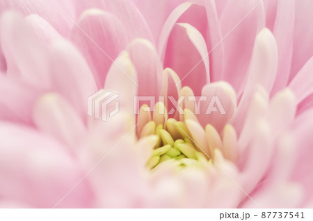 Retro art, vintage card and botanical concept - Abstract floral background, pink chrysanthemum flower. Macro flowers backdrop for holiday brand design Retro art, vintage card and botanical concept - Abstract floral background, pink chrysanthemum flower. Macro flowers backdrop for holiday brand design 87737541