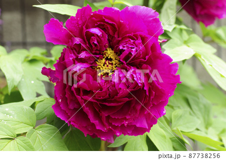 朱色のボタン（牡丹）の花が豪華で美しいの写真素材 [87738256] - PIXTA