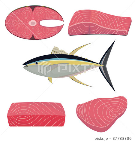 Tuna fish in section, color vector isolated illustration Tuna fish in section, color vector isolated illustration 87738386