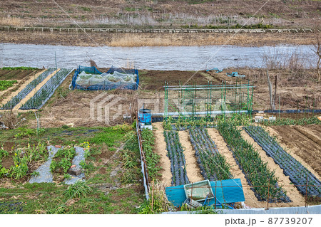 河川敷菜園 河川敷菜園 87739207