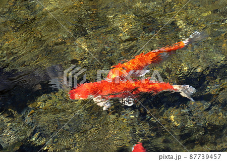 霧島山麓丸池湧水の錦鯉 霧島山麓丸池湧水の錦鯉 87739457