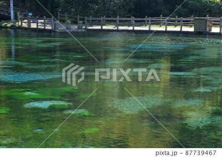 霧島山麓丸池湧水の風景 87739467