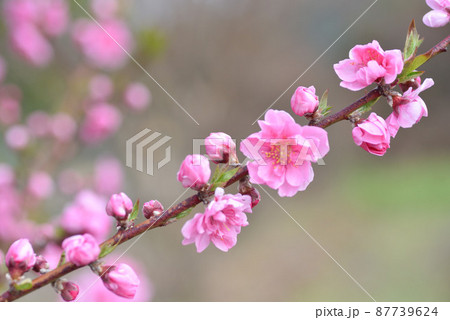桃の花 87739624