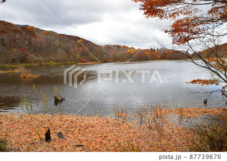 観音沼森林公園の紅葉　2021-11-3　＃46 87739676