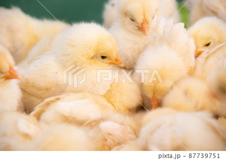 ひよこの群れ⑥ 87739751