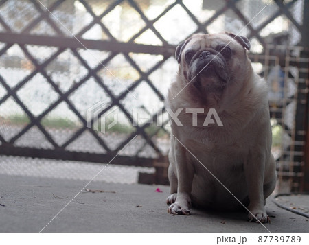 lovely white fat cute pug portraits relaxing on country home garden outdoor making funny face with blur background. lovely white fat cute pug portraits relaxing on country home garden outdoor making funny face with blur background. 87739789