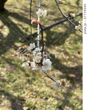 梅の花が咲いてきた 87739980