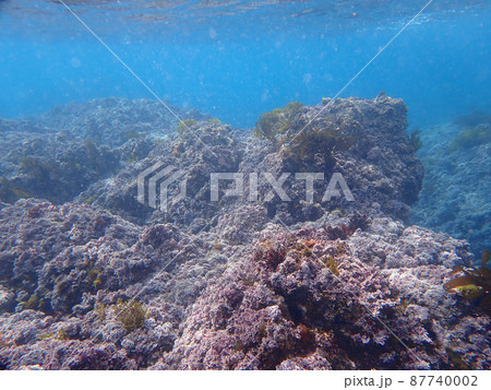 何気ない水中風景 何気ない水中風景 87740002