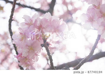 さくら やさしいピンクの桜 春のイメージ さくら やさしいピンクの桜 春のイメージ 87740194