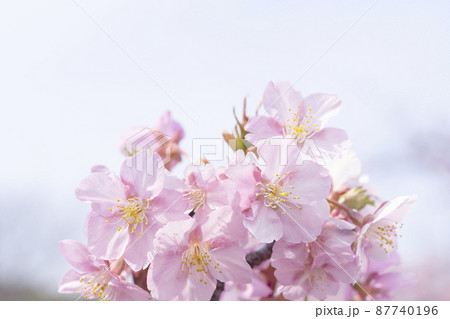 さくら　やさしいピンクの桜　春のイメージ 87740196