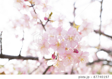 さくら やさしいピンクの桜 春のイメージ さくら やさしいピンクの桜 春のイメージ 87740197