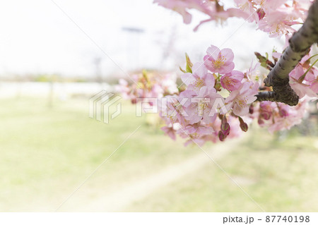 さくら やさしいピンクの桜 春のイメージ さくら やさしいピンクの桜 春のイメージ 87740198