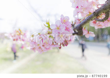 さくら　やさしいピンクの桜　春のイメージ 87740199