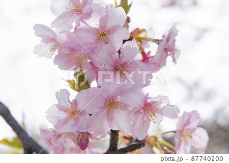 さくら　やさしいピンクの桜　春のイメージ 87740200