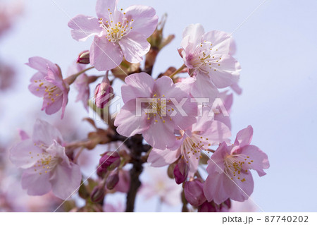 さくら　やさしいピンクの桜　春のイメージ 87740202