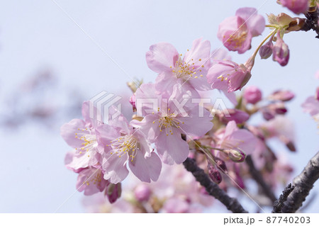 さくら　やさしいピンクの桜　春のイメージ 87740203