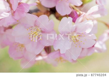 さくら　やさしいピンクの桜　春のイメージ 87740204