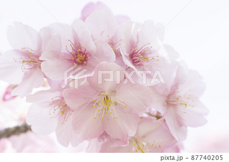 さくら やさしいピンクの桜 春のイメージ さくら やさしいピンクの桜 春のイメージ 87740205
