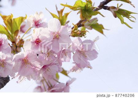 さくら　やさしいピンクの桜　春のイメージ 87740206