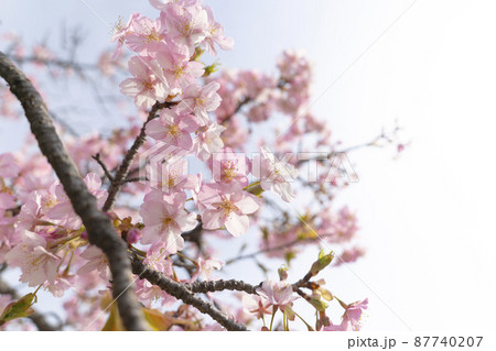 さくら　やさしいピンクの桜　春のイメージ 87740207