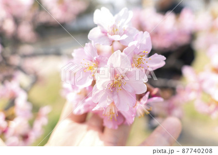 さくら　やさしいピンクの桜　春のイメージ 87740208