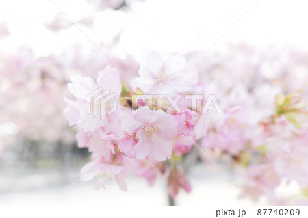 さくら　やさしいピンクの桜　春のイメージ 87740209