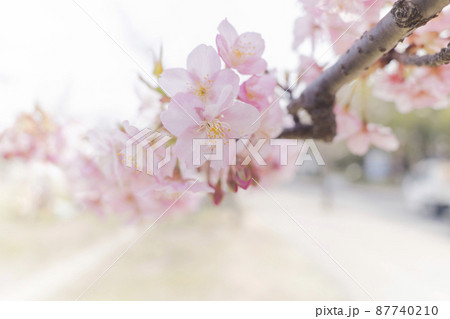 さくら　やさしいピンクの桜　春のイメージ 87740210