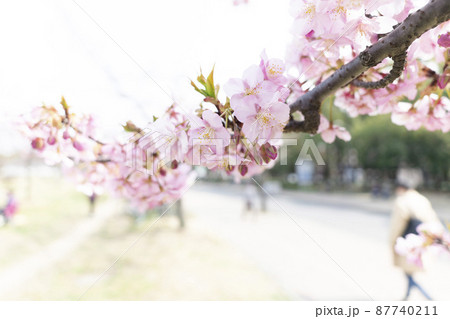 さくら　やさしいピンクの桜　春のイメージ 87740211
