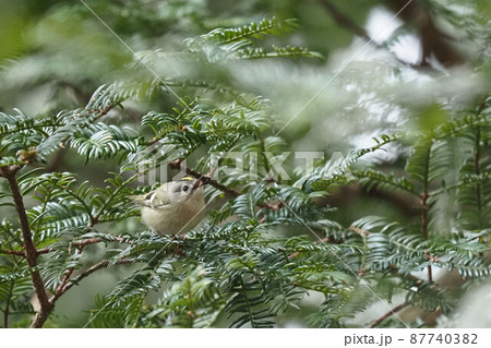 カヤの木に止まるキクイタダキ 87740382