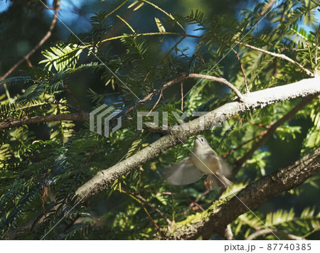 ホバリングしながらエサを探すキクイタダキ 87740385