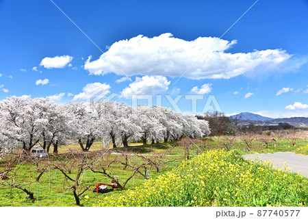 信州の春 87740577