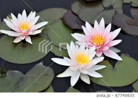 三輪の水に浮かぶ花はパステルカラーの睡蓮花の写真素材