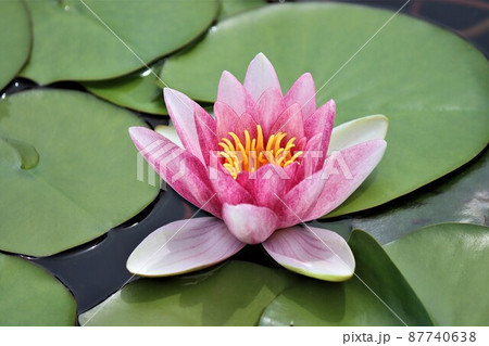 整ったきれいな花姿のスイレンの花 整ったきれいな花姿のスイレンの花 87740638