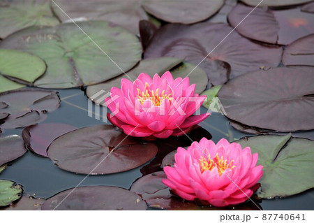 まばゆいばかりに輝く濃いピンク色の睡蓮花 87740641