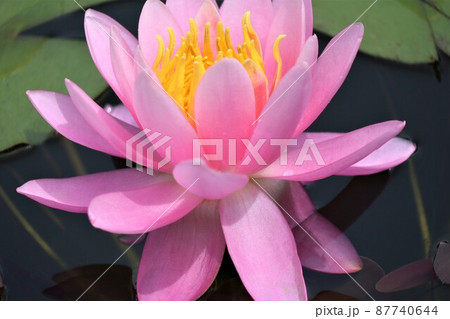 目にも鮮やかな濃いピンク色のスイレンの花 目にも鮮やかな濃いピンク色のスイレンの花 87740644